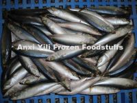 Frozen Pacific Mackerel