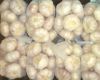 Fresh Garlic