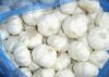 Pure White Garlic