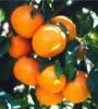 mandarin, kinnow, citrus fruit