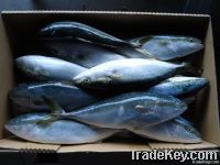 Whole Round Frozen Yellow tail from Japan