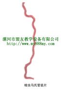 Microscope Slide
