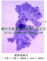 Microscope Slide---amoeba