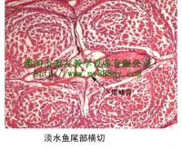 Prepared Slide---Amphioxus Tailer C.S