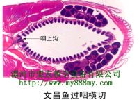 Prepared Slide---amphuoxus C.S Through