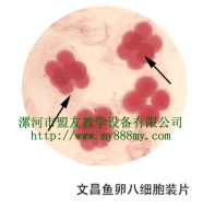 Prepared Slide---amphuoxus Egg Eight Cells