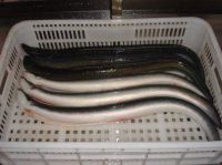 frozen eel