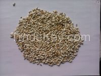 White safflower seeds