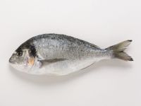 Sea Bream