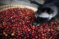  Export Arabica Coffee Beans | Arabica Coffee Bean Importer | Arabica Coffee Beans Buyer | Buy Arabica Coffee Beans | Arabica Coffee Bean Wholesaler | Arabica Coffee Bean Manufacturer | Best Arabica Coffee Bean Exporter | Low Price Arabica Coffee Beans | 