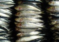 Smoked Fish