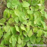 GOOD QUALITY Epimedium Extract