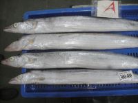RIBBON FISH