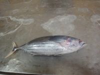 Frozen Skipjack Tuna (whole Round