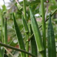 OKRAS