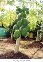 PAPAYAS