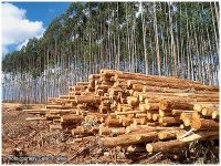 Pulpwood, Eucalyptus Poles, Eucalyptus Logs, Wood