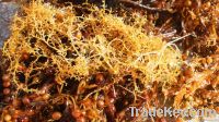 Dried Sargasum Seaweed