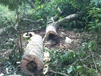 Agarwood For Craft
