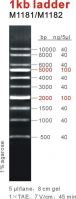 1kb DNA Ladder