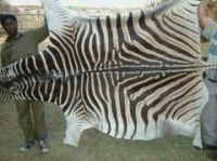 https://cn.tradekey.com/product_view/Animal-Extract-Zebra-Skins-Real-Hides-And-Authentic-Pelts-For-Sale-1526593.html