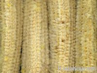 Corn Cob