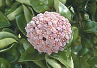 Hoya Carnosa Extract