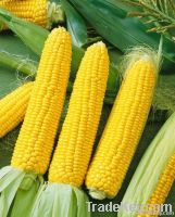 Corn