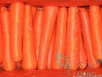 Fresh Carrot