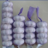 Pure/normal White Garlic