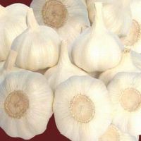 Sell Fresh Chinese Garlic