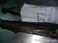 Sail Fish