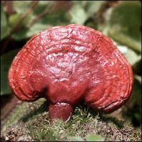 Ganoderma Lucium (reishi) Extract