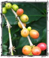 Green Coffee For Sale - Hawaii