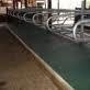Cow Rubber Mattess