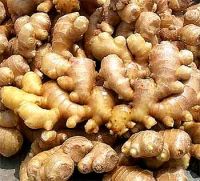 Ginger/Dried Ginger/Rhizoma Zingiberis/Herb