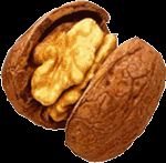 Walnut Kernel | Walnut Suppliers | Walnut Exporters | Walnut Manufacturers | Cheap Walnut | Wholesale Walnut | Discounted Walnut | Bulk Walnut | Walnut Buyer From Uzbekistan
