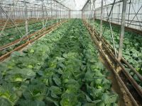 fresh spring cabbage