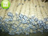 Pure White Garlic