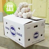 White Garlic