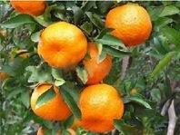 Fresh citrus orange