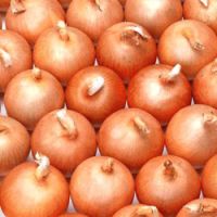 Fresh Onion