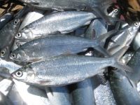 Frozen Fresh And Processed Milkfish Grown