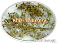 Nannorrophs Ritchiana Seeds Mazari Palm Seeds