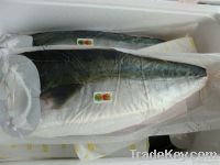 Fresh &amp; Frozen Japanese farmed Yellowtail Product