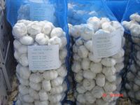 pure white garlic