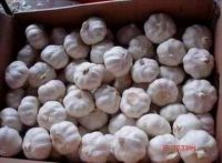 chinese fresh garlic
