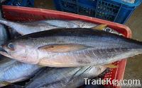 Tuna Fish