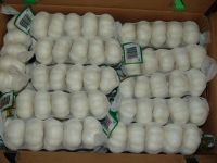 Chinese Garlic