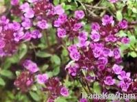 Organic Thyme Oil